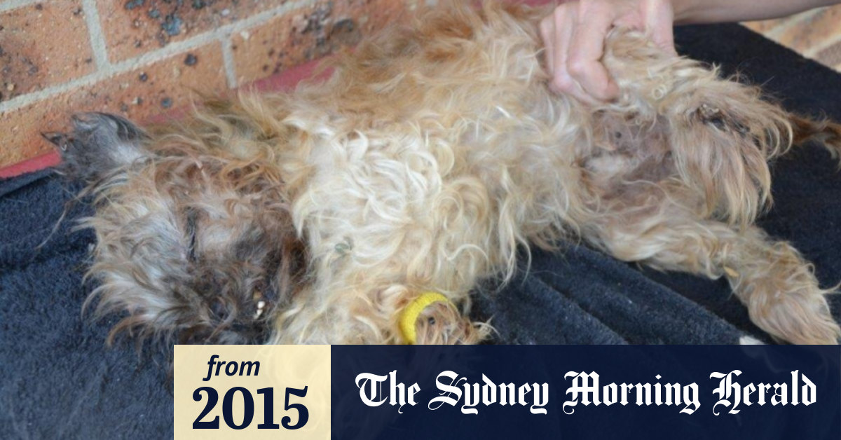 Do Rspca Put Down Dogs